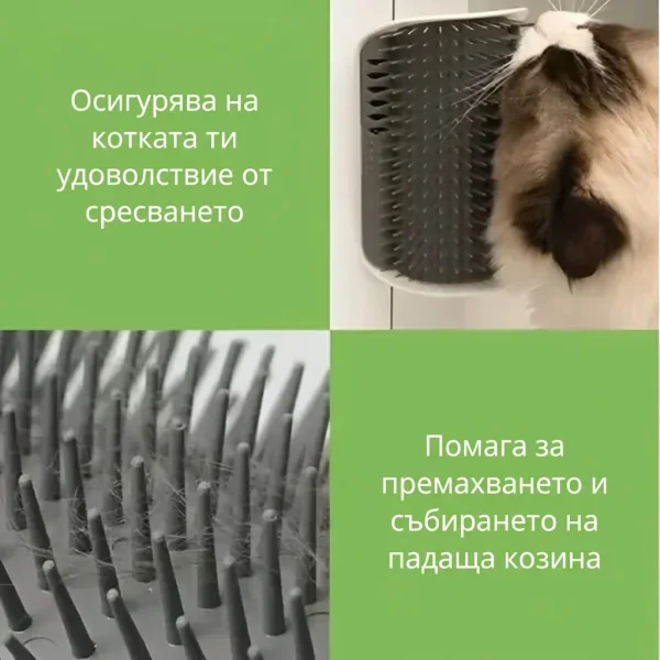 CATGROOM-3831127643348-BG-2__210326.webp