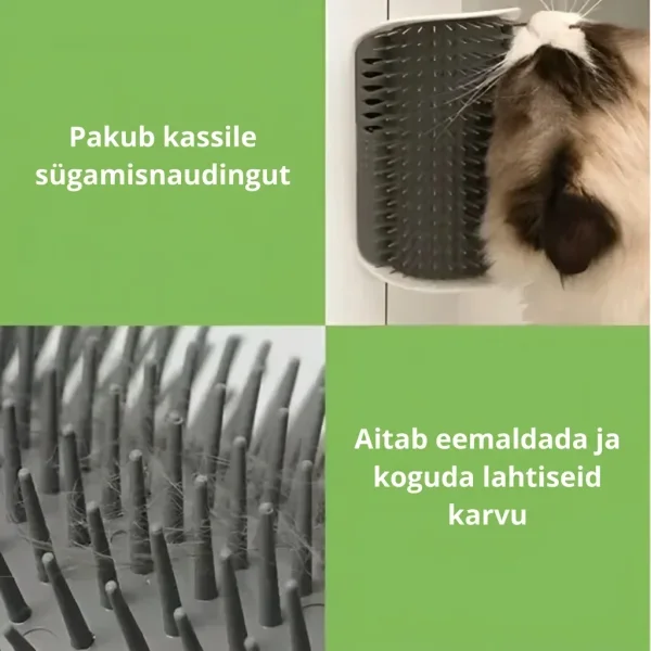 CATGROOM-3831127643348-EE-2__210326.webp