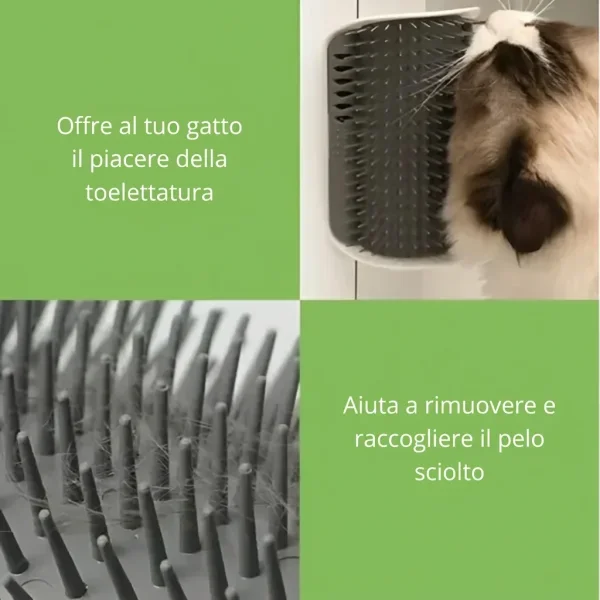 CATGROOM-3831127643348-IT-2__210326.webp
