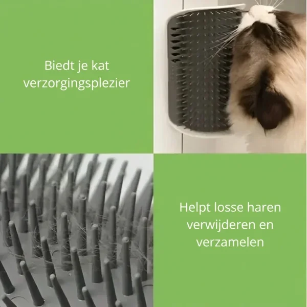 CATGROOM-3831127643348-NL-2__210326.webp