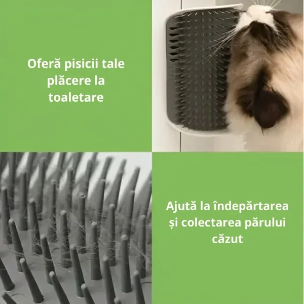 CATGROOM-3831127643348-RO-2__210326.webp