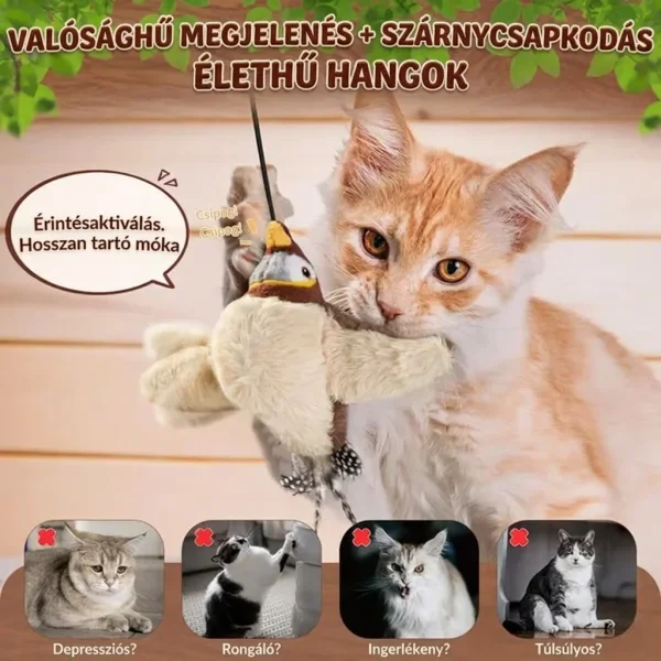 CHIRRCAT-3831127628906-HU-6__221225.webp