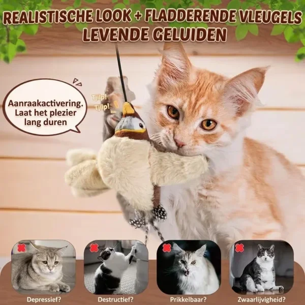 CHIRRCAT-3831127628906-NL-6__221225.webp
