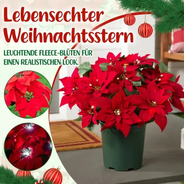 POINSETTIKA-3831127626204-AT-3__201125.webp