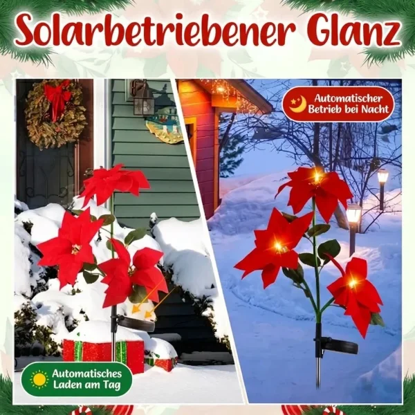 POINSETTIKA-3831127626204-AT-53__091026.webp