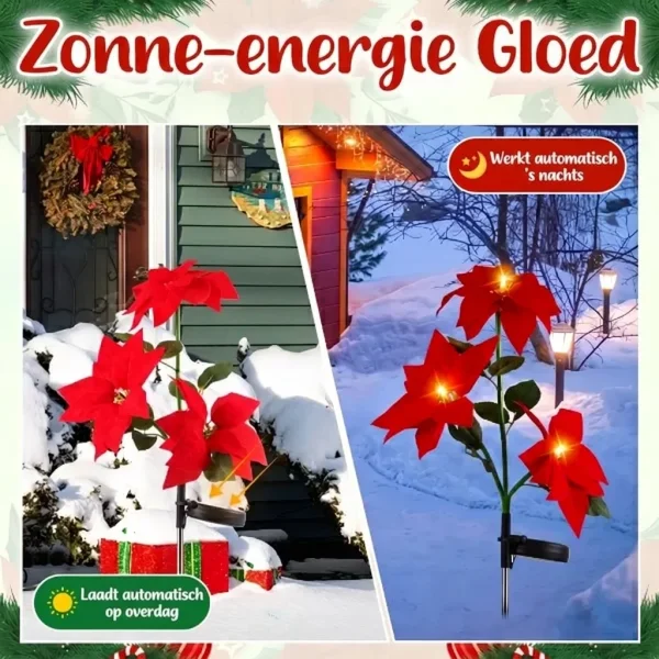 POINSETTIKA-3831127626204-BE-53__091026.webp
