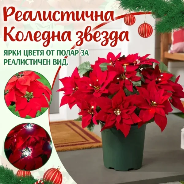 POINSETTIKA-3831127626204-BG-3__201125.webp