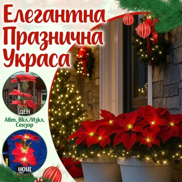POINSETTIKA-3831127626204-BG-7__201125.webp