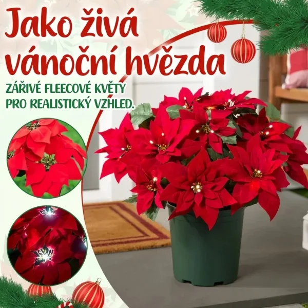 POINSETTIKA-3831127626204-CZ-3__201125.webp