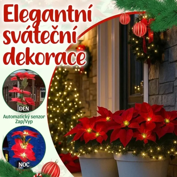 POINSETTIKA-3831127626204-CZ-7__201125.webp