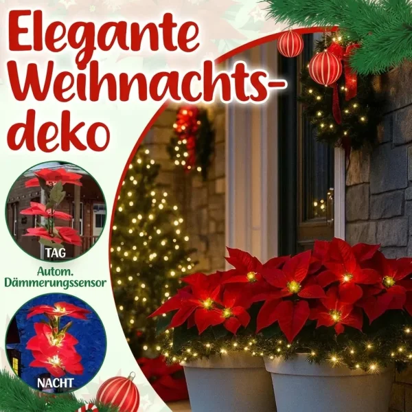 POINSETTIKA-3831127626204-DE-7__201125.webp