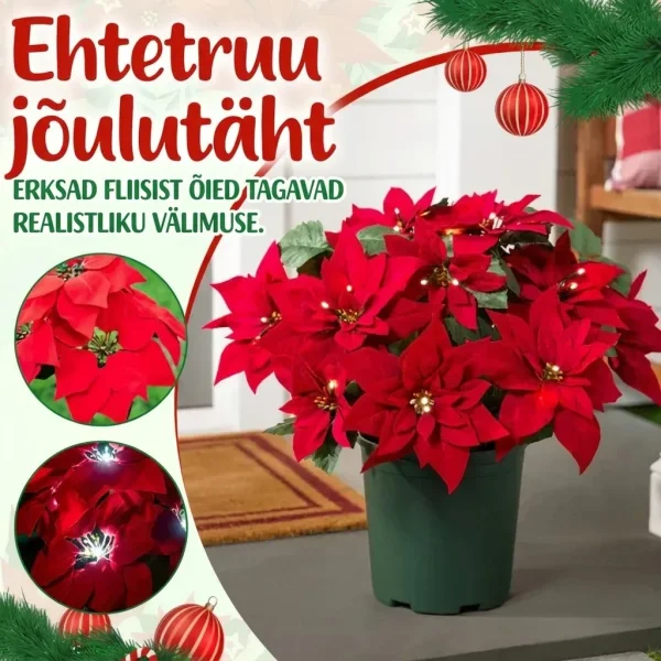 POINSETTIKA-3831127626204-EE-3__201125.webp