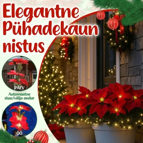 POINSETTIKA-3831127626204-EE-7__201125.webp