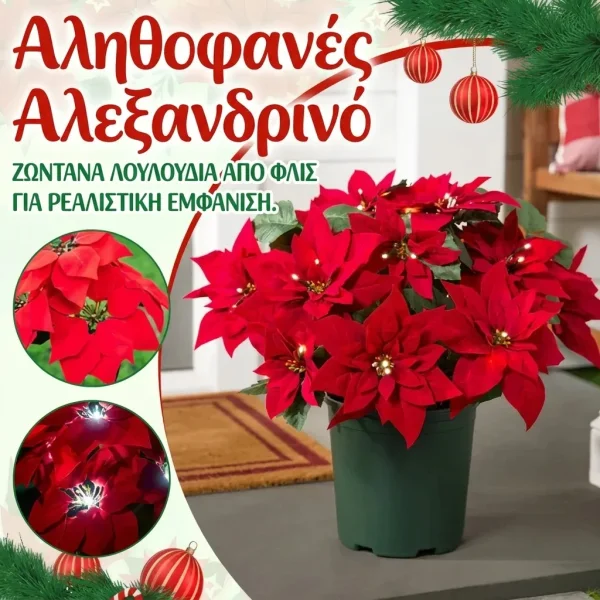 POINSETTIKA-3831127626204-GR-3__201125.webp