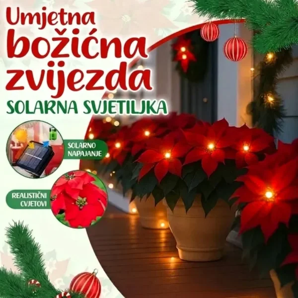 Solarno svjetlo božićne zvijezde | POINSETTIKA