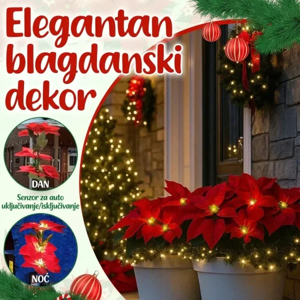 POINSETTIKA-3831127626204-HR-7__201125.webp