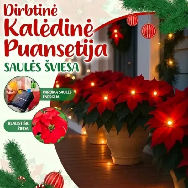 Saulės puansetijos šviesa | POINSETTIKA