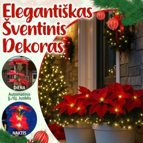 POINSETTIKA-3831127626204-LT-7__201125.webp