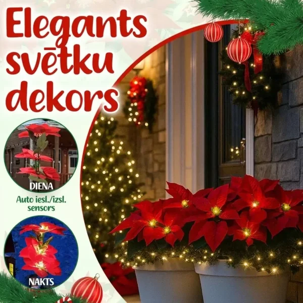 POINSETTIKA-3831127626204-LV-7__201125.webp