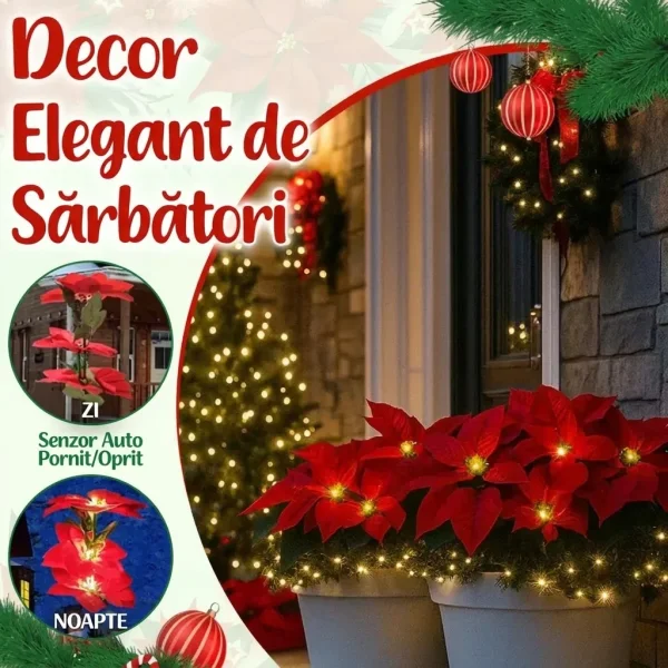 POINSETTIKA-3831127626204-MD-7__201125.webp