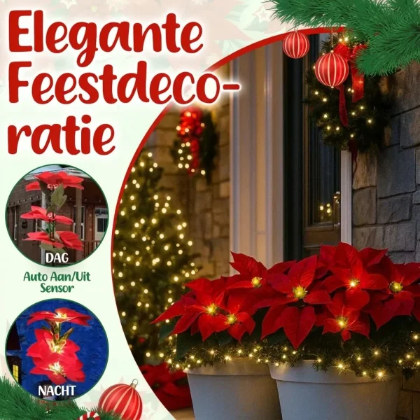 POINSETTIKA-3831127626204-NL-7__201125.webp