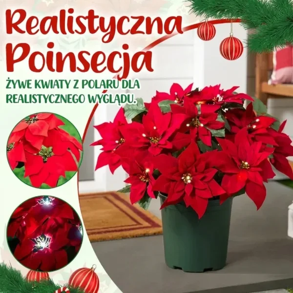 POINSETTIKA-3831127626204-PL-3__201125.webp