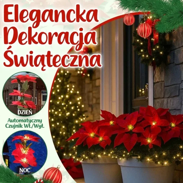 POINSETTIKA-3831127626204-PL-7__201125.webp