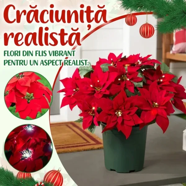 POINSETTIKA-3831127626204-RO-3__201125.webp