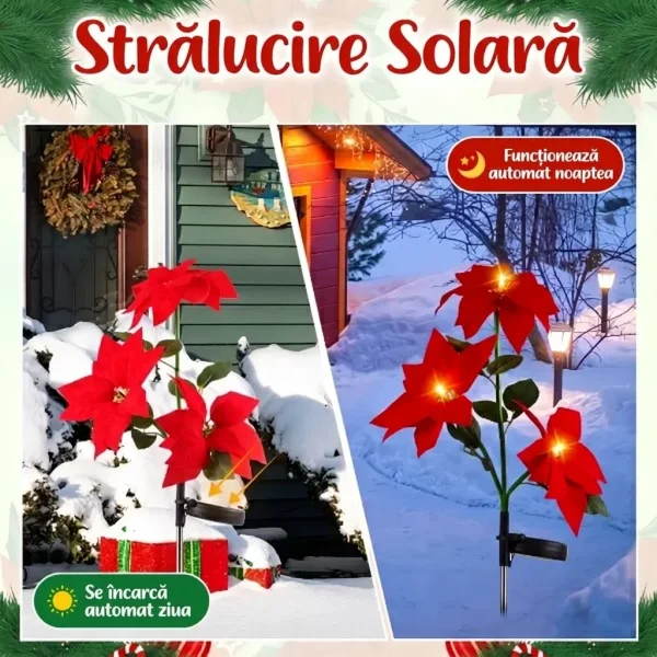 POINSETTIKA-3831127626204-RO-53__091026.webp