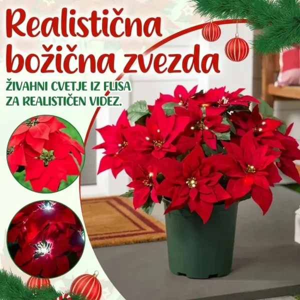 POINSETTIKA-3831127626204-SI-3__201125.webp