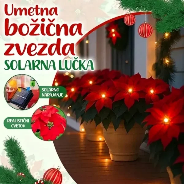 Solarna luč božične zvezde | POINSETTIKA