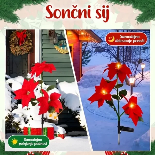 POINSETTIKA-3831127626204-SI-53__091026.webp