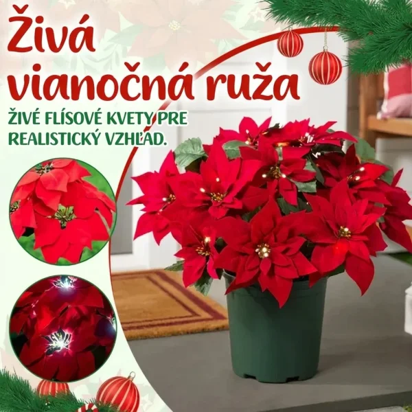 POINSETTIKA-3831127626204-SK-3__201125.webp