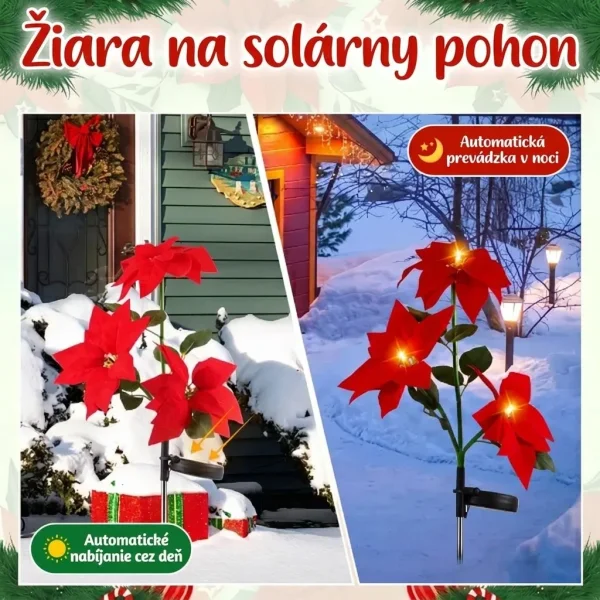 POINSETTIKA-3831127626204-SK-53__091026.webp