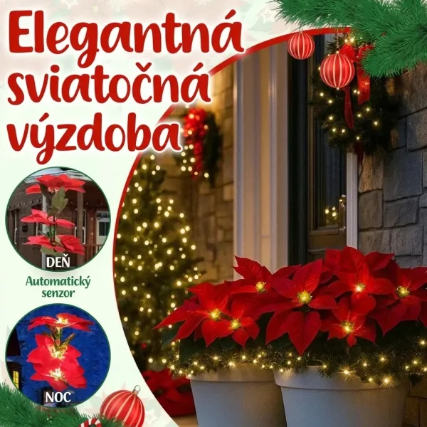 POINSETTIKA-3831127626204-SK-7__201125.webp